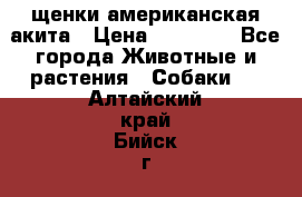 щенки американская акита › Цена ­ 30 000 - Все города Животные и растения » Собаки   . Алтайский край,Бийск г.